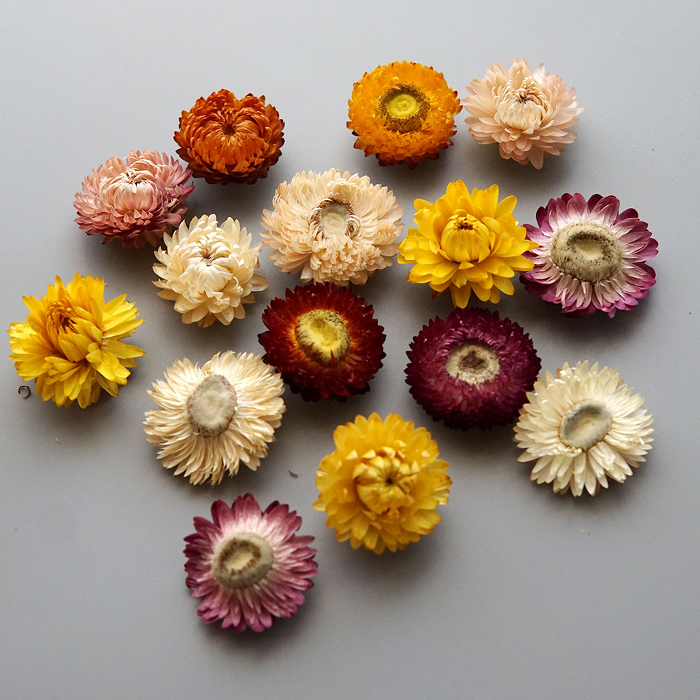 Couronne de chrysanthème color - Dried Flower Bouquet avis et prix