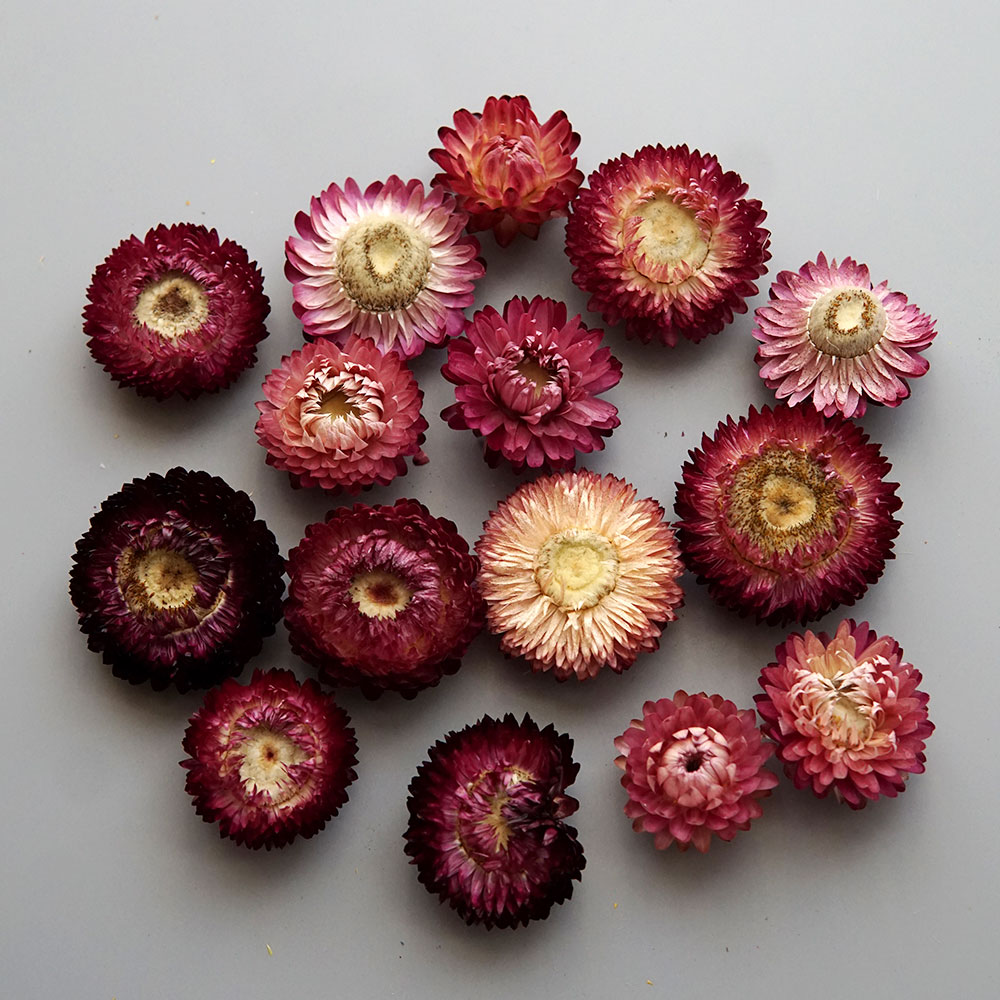 Couronne de chrysanthème color - Dried Flower Bouquet avis et prix