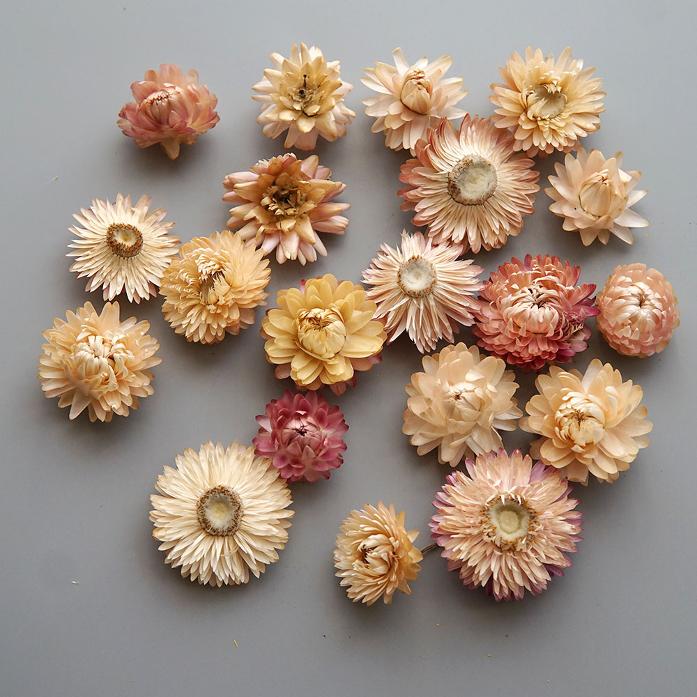 Couronne de chrysanthème color - Dried Flower Bouquet avis et prix