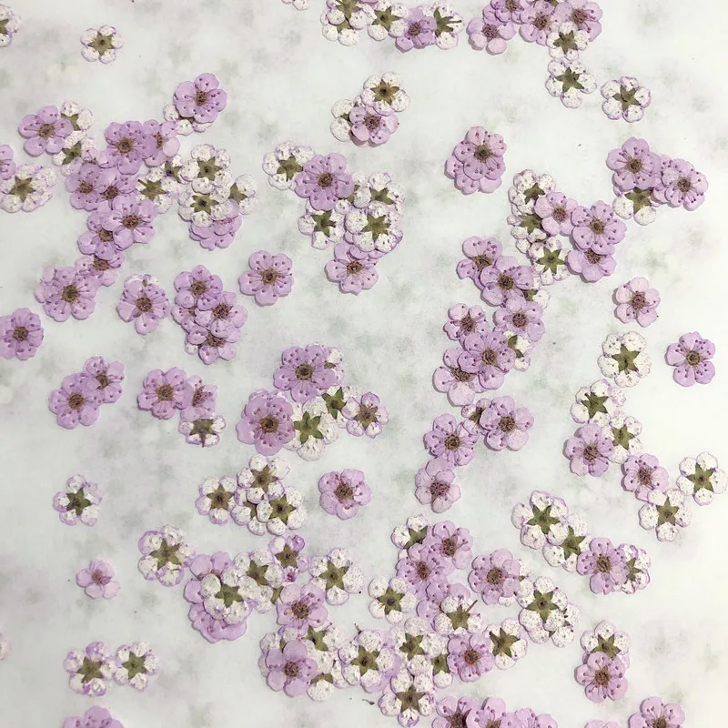 Mini fleurs séchées pressées d - Dried Flower Bouquet avis et prix