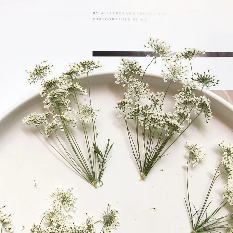 5-7 cm/12 pièces, petites fleu - Dried Flower Bouquet avis et prix